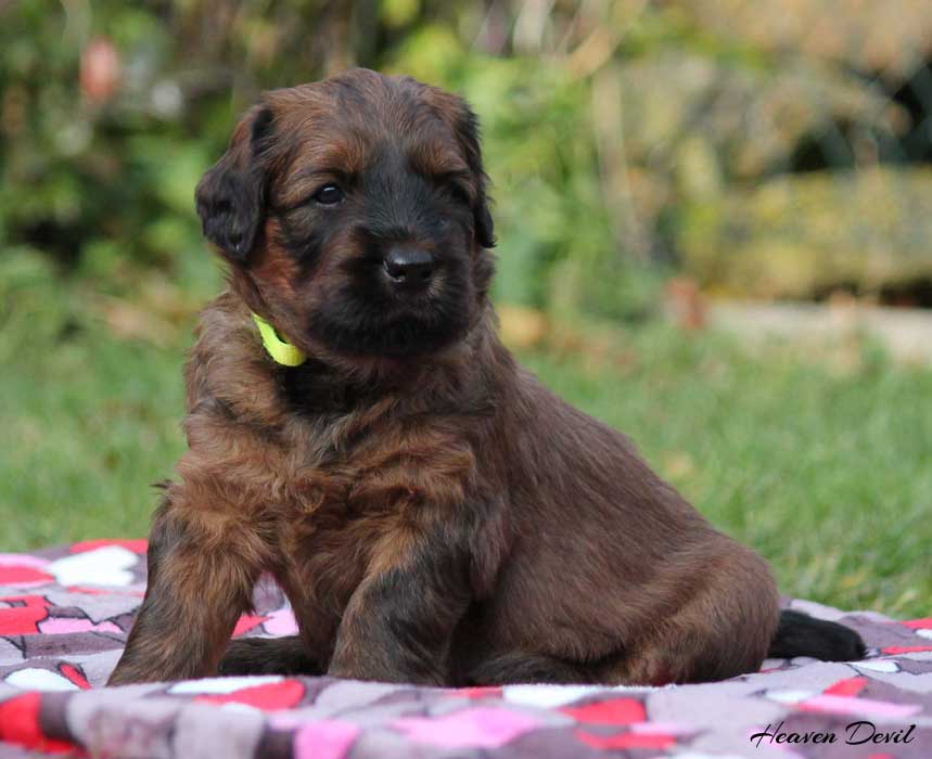 fena zluta 17.11.2019