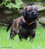 fena ruzova 23 6 2020 1 small