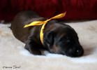 fena oranzova 29 1 2021 small
