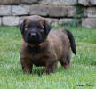 fena ruzova 20 6 2021 small