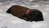 fena bila 20.11.2022 small