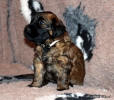 fena bila 9.12.2022 1 small