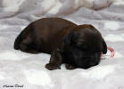 fena cervena 20 11 2022 2 small