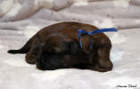 fena modra 20.11.2022 small