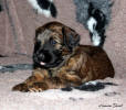 fena modra 9.12.2022 small