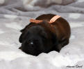 fena oranzova 20.11.2022 1 small