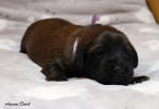 fena ruzova 20.11.2022 1 small