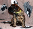 fena zluta 9.12.2022 1 small