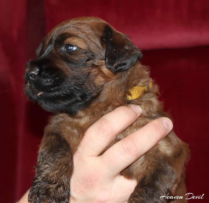 fena zluta 25.2.2024