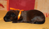 fena oranzova 4.9.2025 small