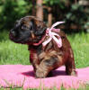 fena ruzova 28.9.2025 small