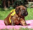 fena zluta 28.9.2025 small