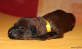 fena zluta 4.9.2025 small