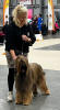 praha 13.12.2025 tshakira small