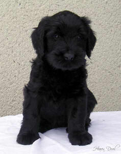 holly1 small